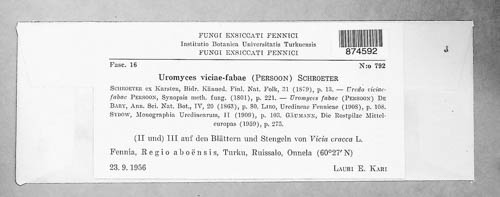 Uromyces viciae-fabae image